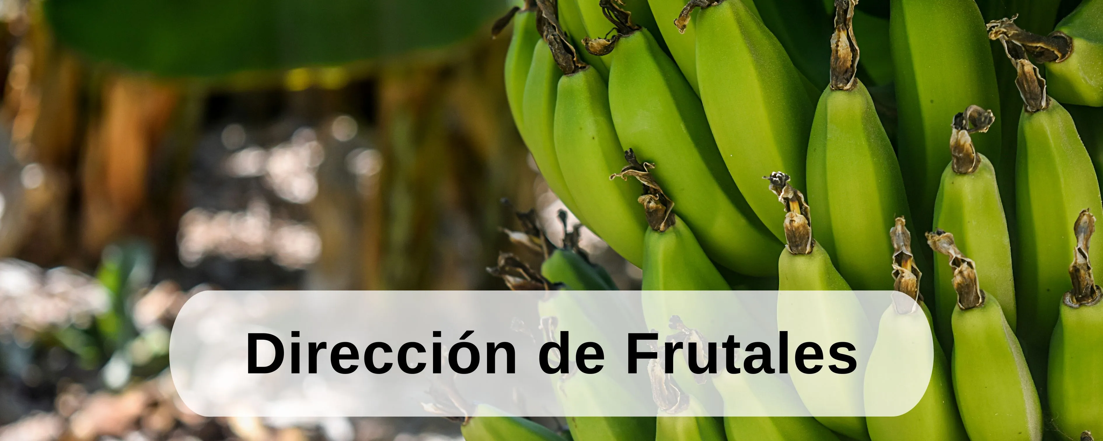 programas de aguacate, cacao, café, frutales tropicales, ICTA Guatemala