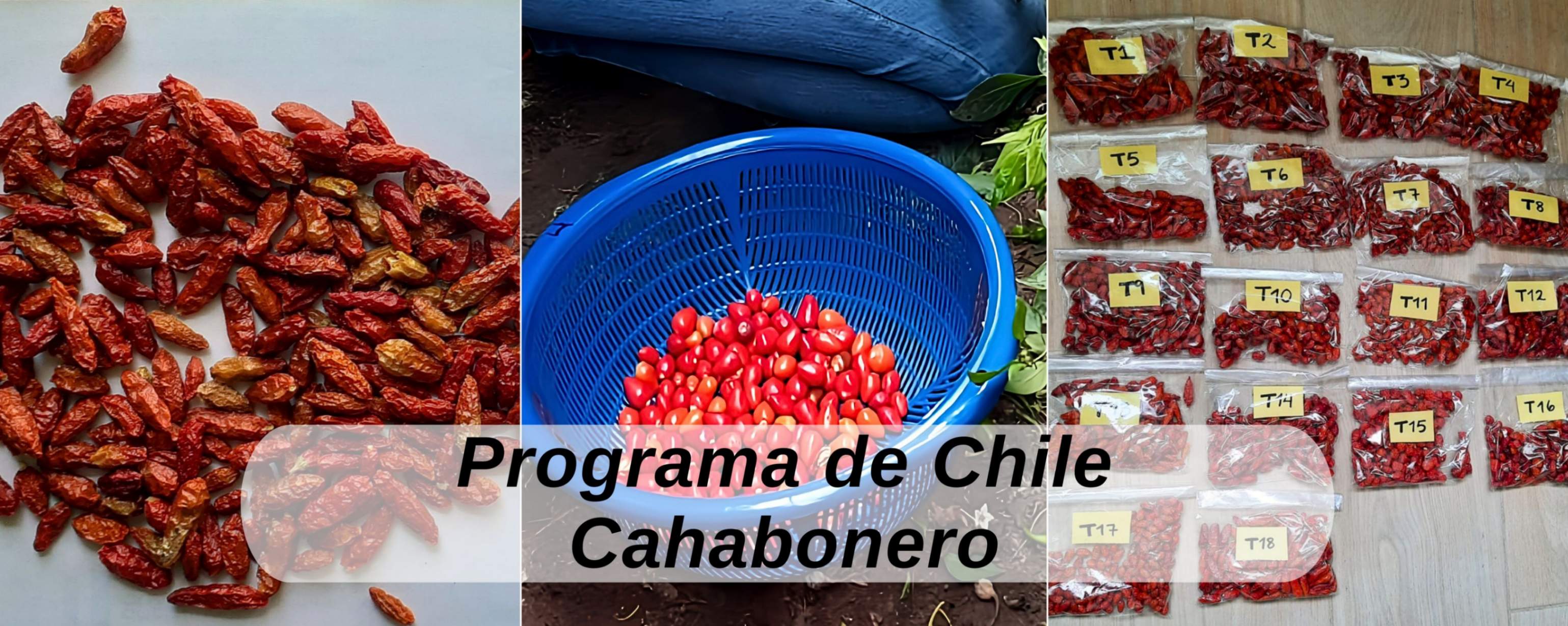 Chile Cahaboero ICTA Guatemala