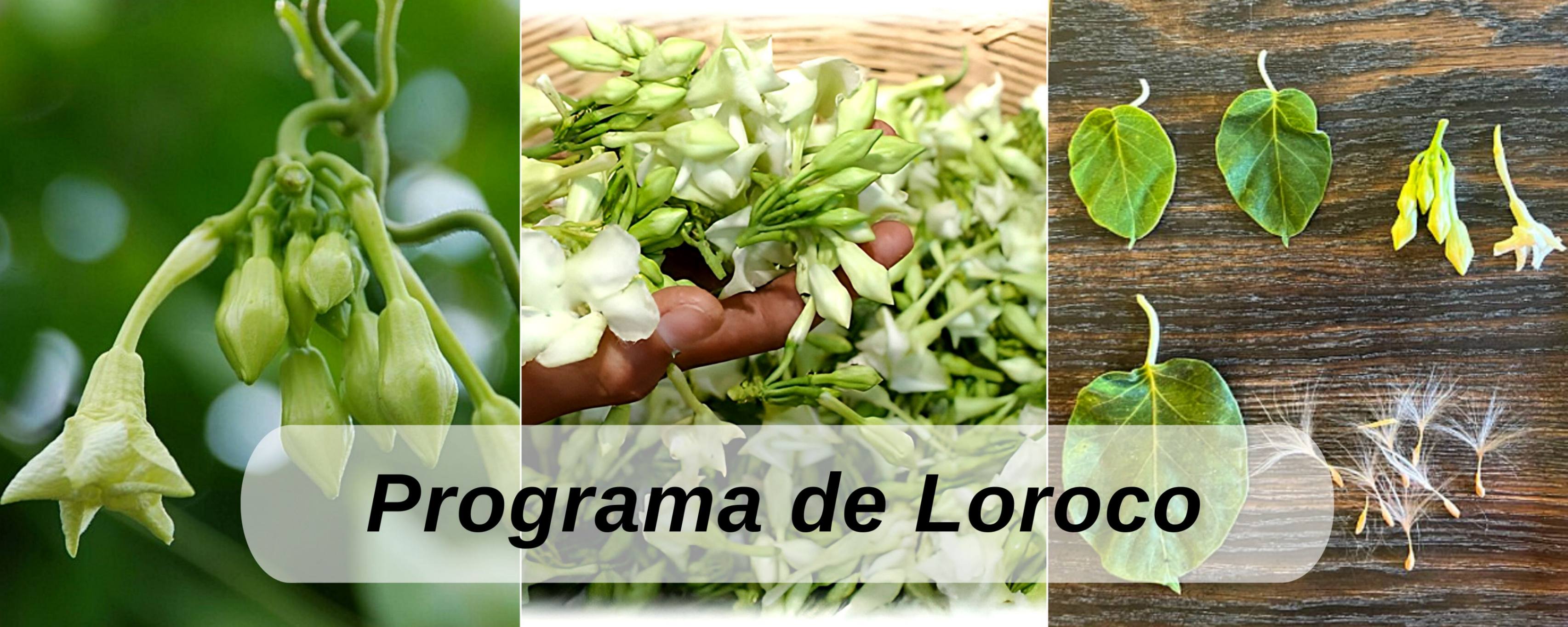 Loroco ICTA Guatemala