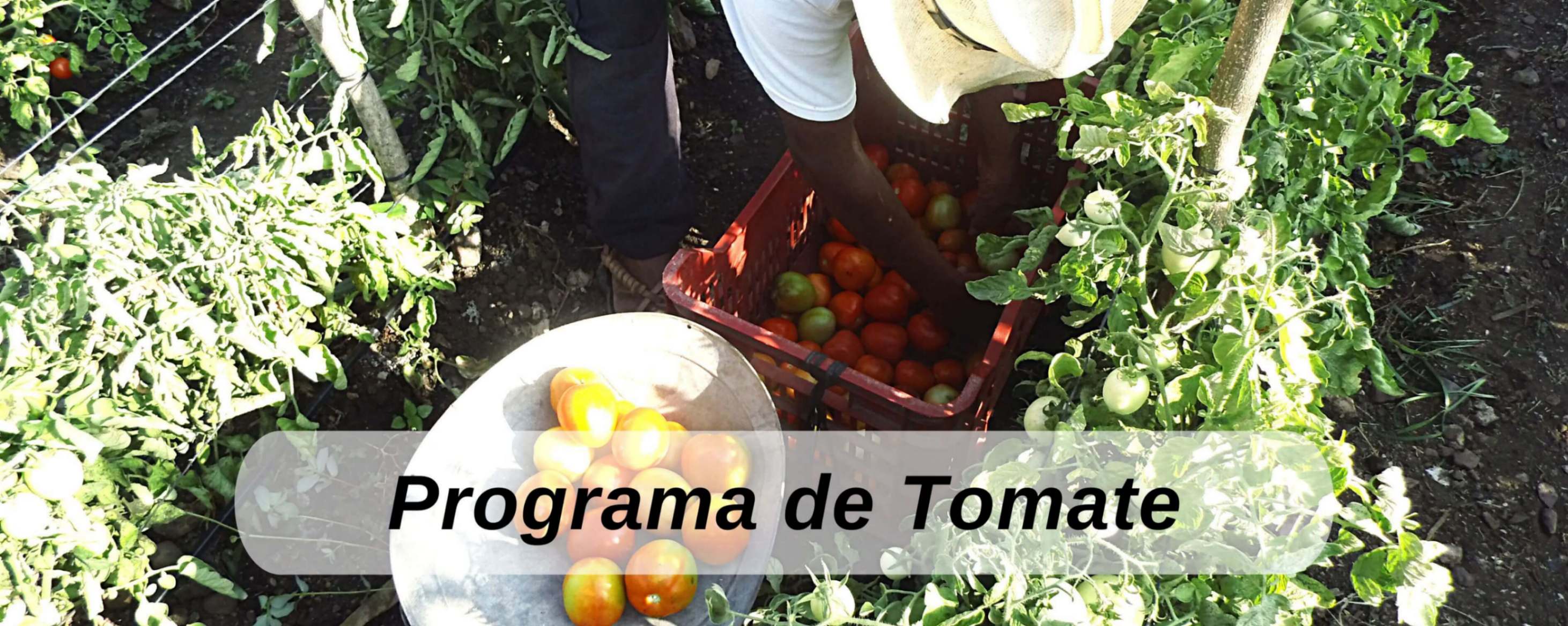 tomate ICTA Guatemala