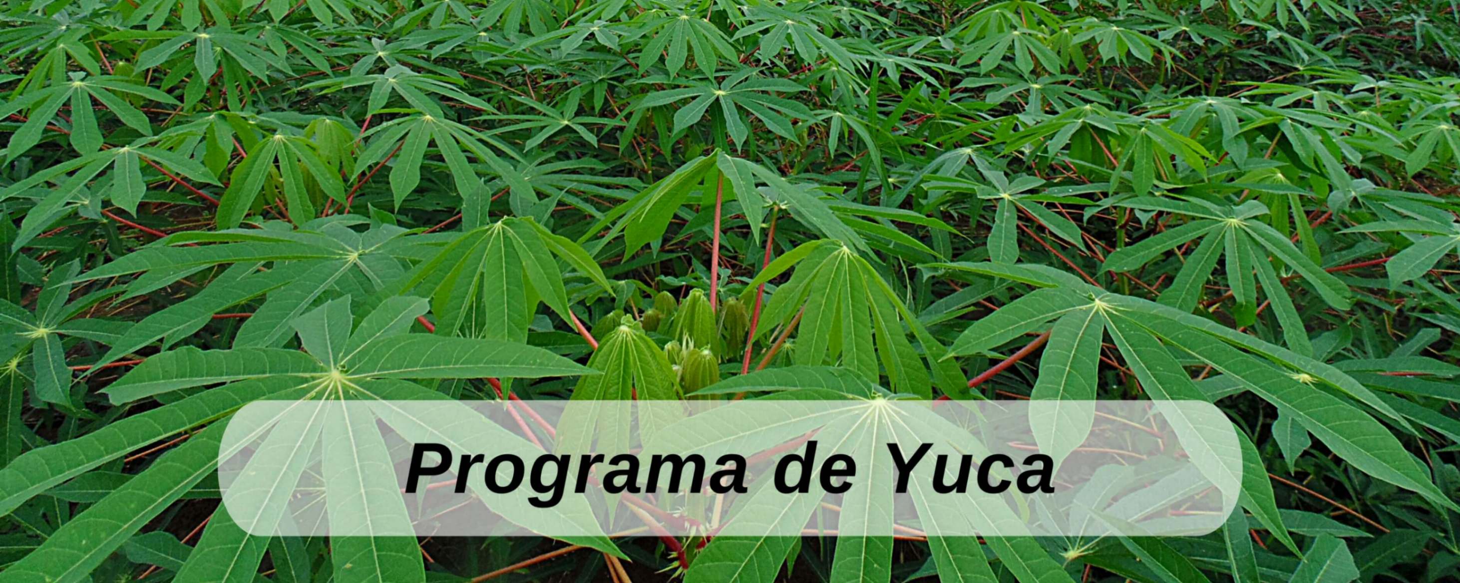 yuca ICTA Guatemala