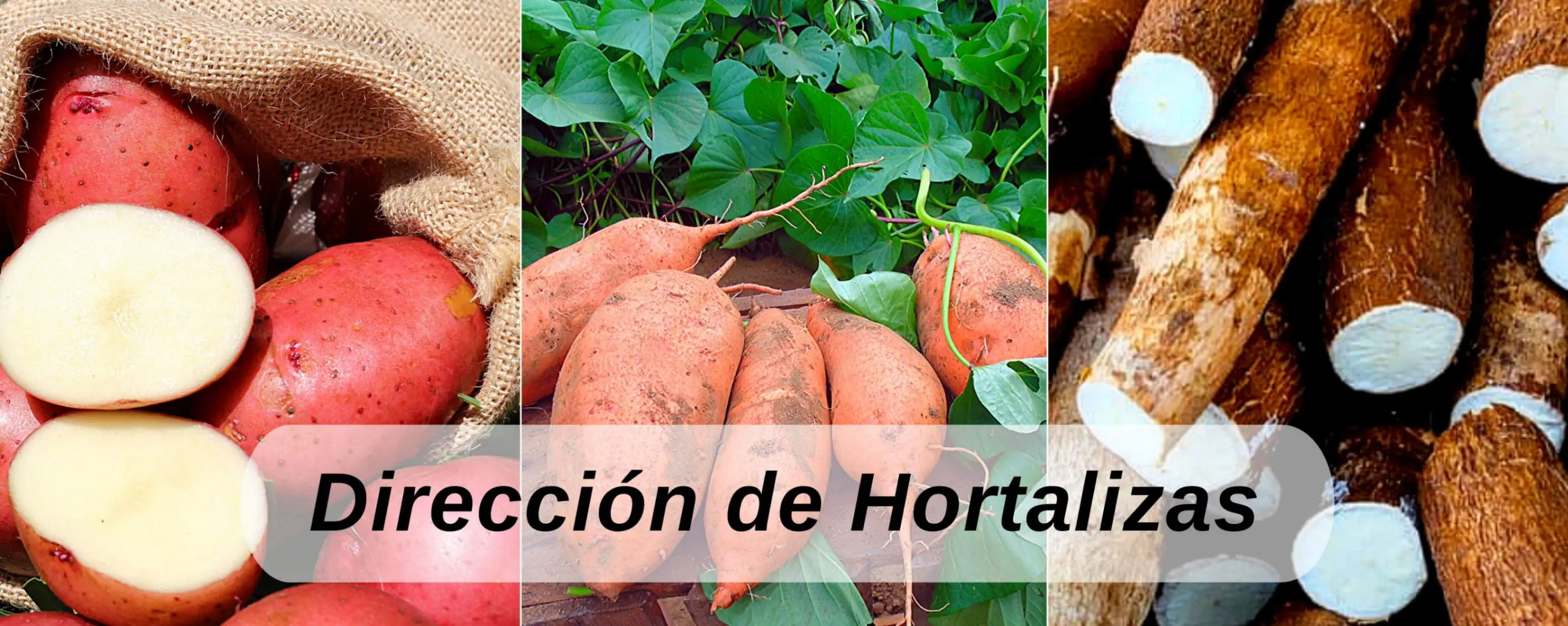 Programas de papa, camote, brócoli, loroco, arveja, chile Cahabonero, tomate, Rosa Jamaica, yuca, ICTA Guatemala