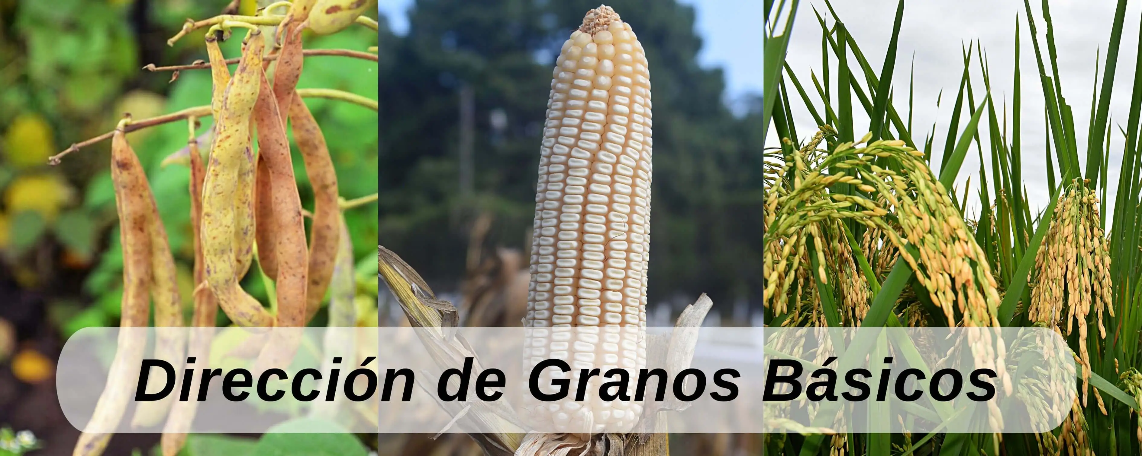 Programas de maíz, trigo, frijol, arroz, ajonjolí, sorgo, ICTA Guatemala