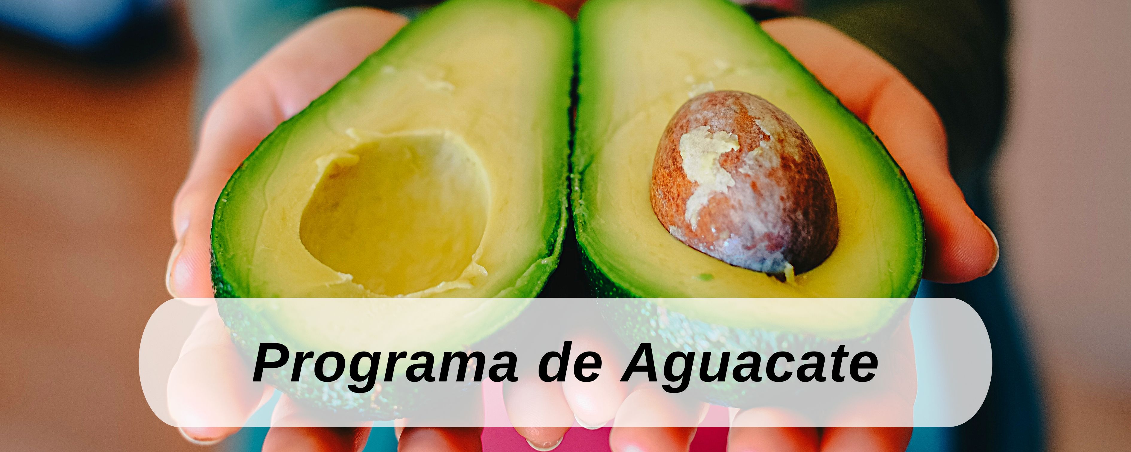 aguacate ICTA Guatemala