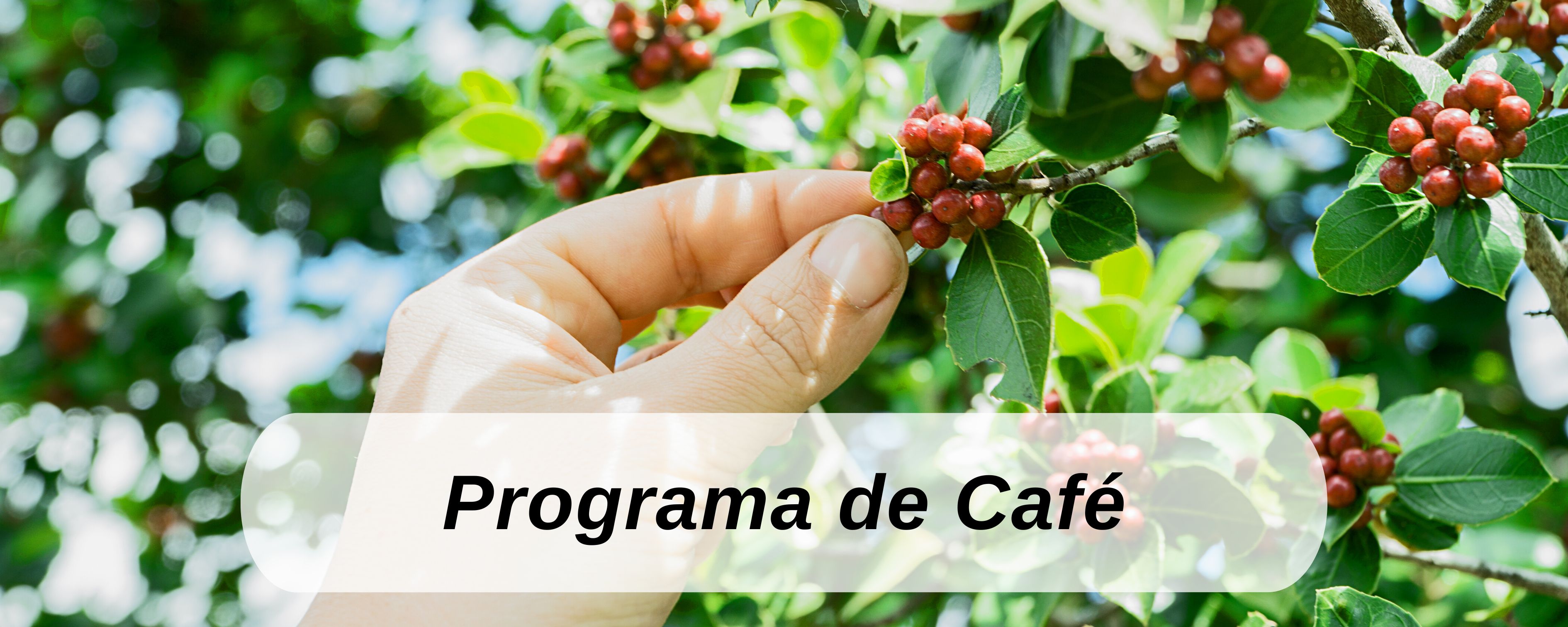 café ICTA Guatemala