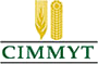 semilla de maiz