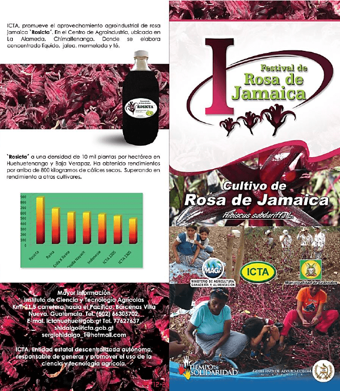 Cultivo de rosa de jamaica