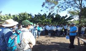 Días de campo en la Costa Sur En cultivo de camote biofortificado ICTA Pacífico