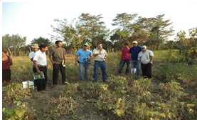 Días de campo en la Costa Sur En cultivo de frijol negro ICTA Chortí