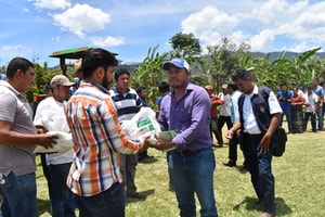ICTA HB-17TMA primer híbrido de maíz en Guatemala tolerante a Mancha de Asfalto