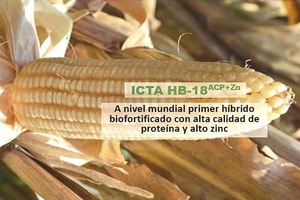 Guatemala se privilegia con liberar a nivel mundial ICTA HB-18ACP+Zn primer híbrido de maíz biofortificado con zinc