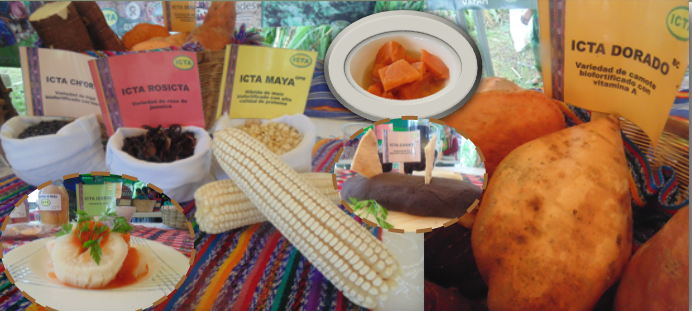 Con semillas mejoradas con más nutrientes ICTA celebró Día Mundial de la Alimentación en Baja Verapaz