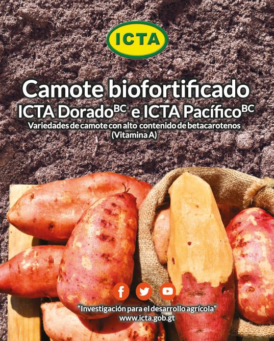 Variedades de camote biofortificado con alto contenido de betacarotenos (2020)