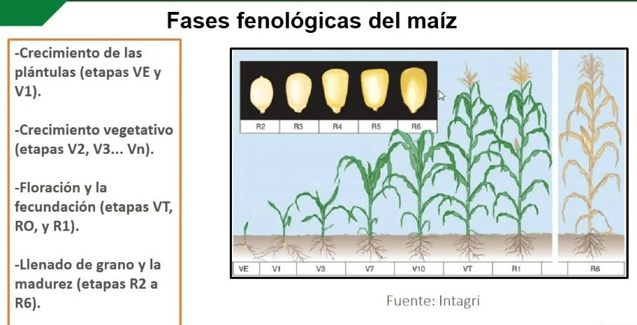 Formación de cruzas y retrocruzas