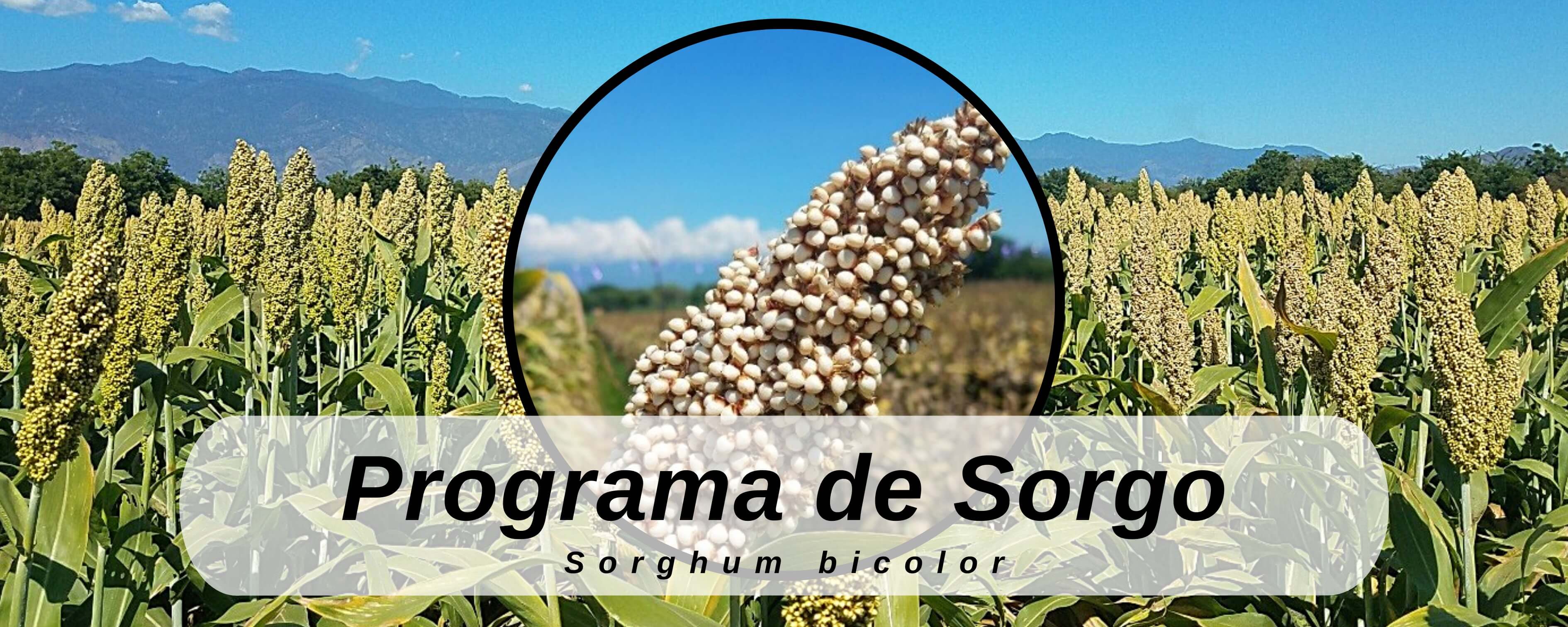 Campo sorgo ICTA