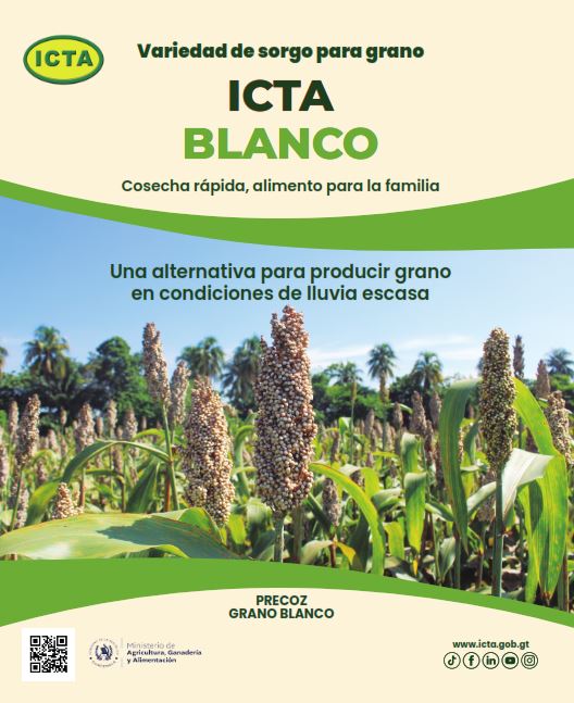 Variedad de sorgo ICTA Blanco