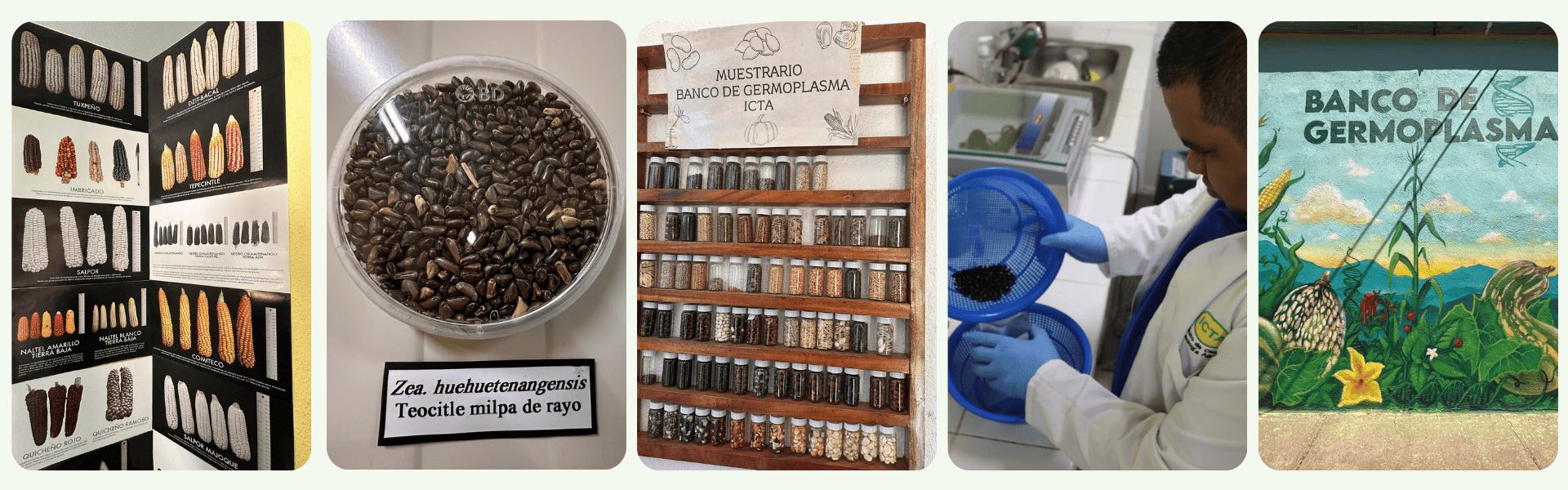 Banco Germoplasma ICTA Guatemala